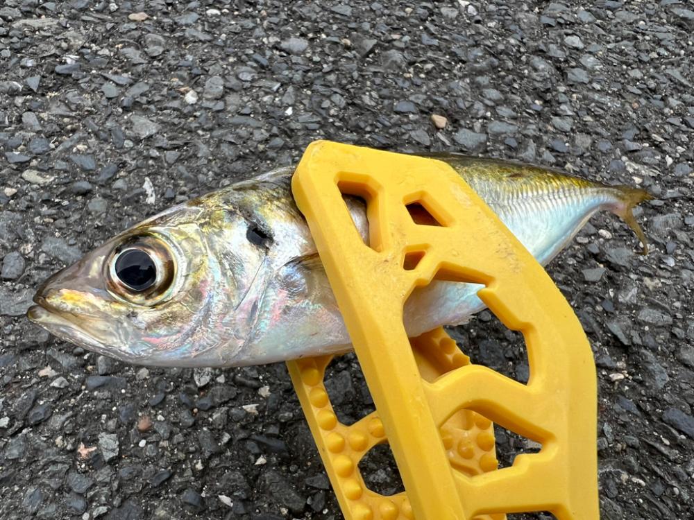 鯵を探して三千里 Vol.60