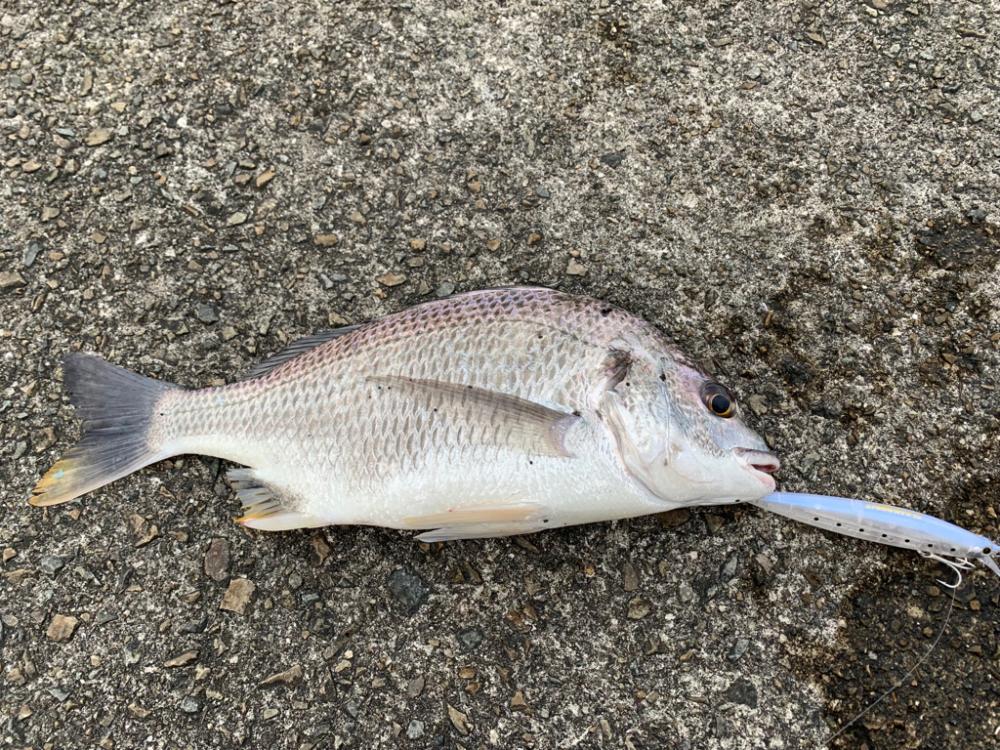 朝マヅメキビレ