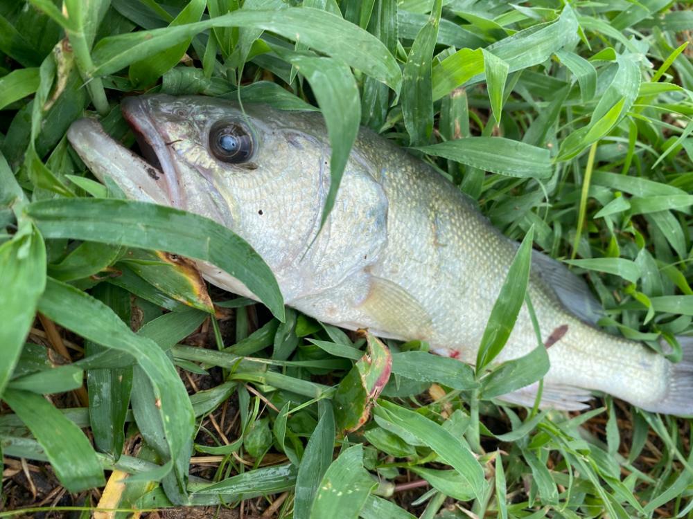 全く引かない！