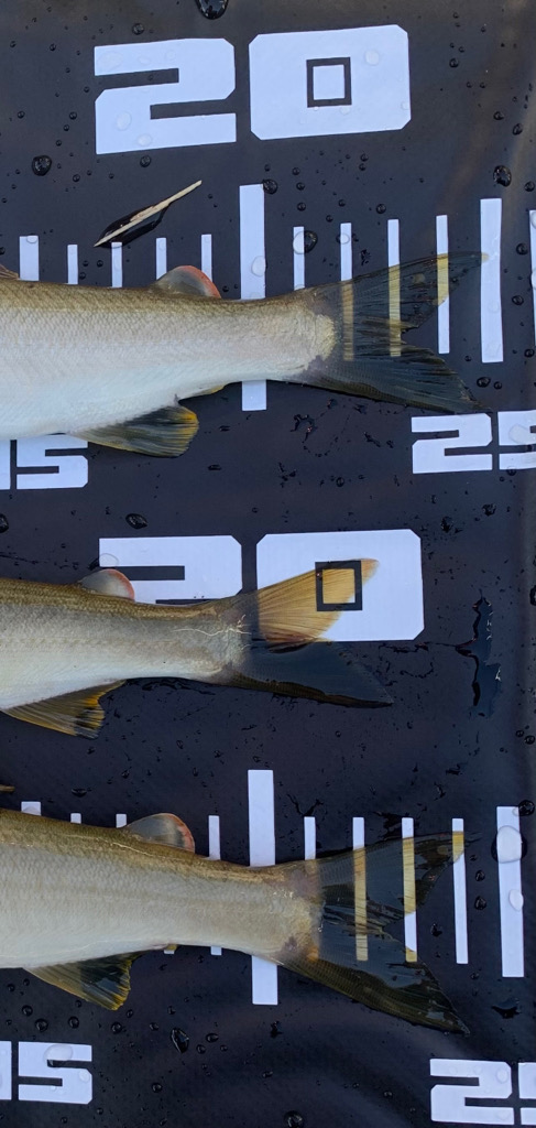 鮎の友釣りvol.3