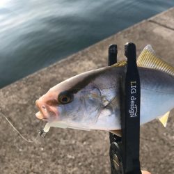 鳥取西部アジング調査