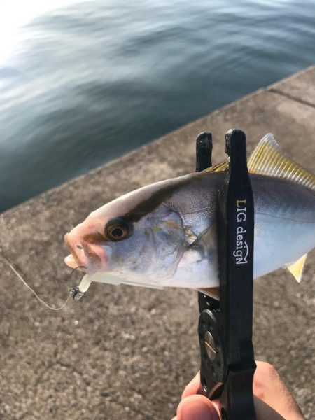 鳥取西部アジング調査