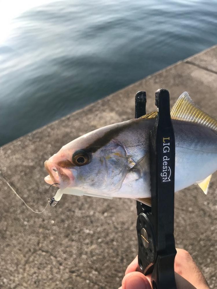 鳥取西部アジング調査