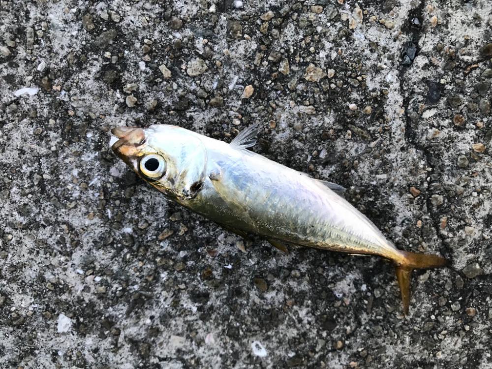 強風の中