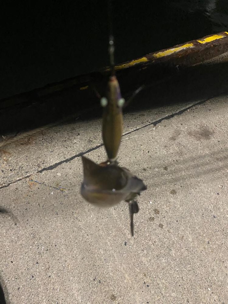 アオリ新子の調査