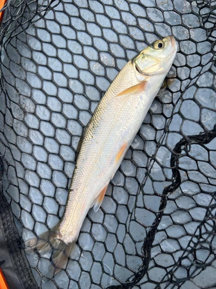 芦ノ湖、ボートワカサギ