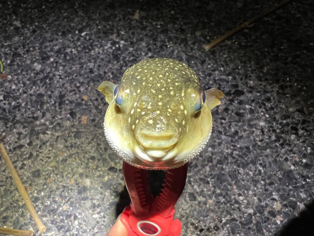 鯵を探して三千里 Vol.68