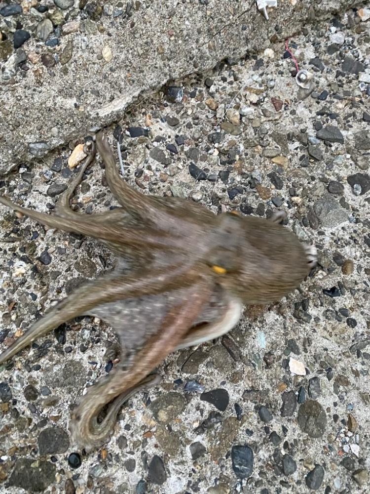 タコも終盤かな？