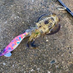 サイトエギング楽しいにゃ！