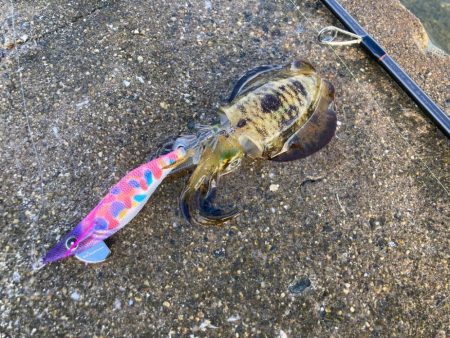 サイトエギング楽しいにゃ！