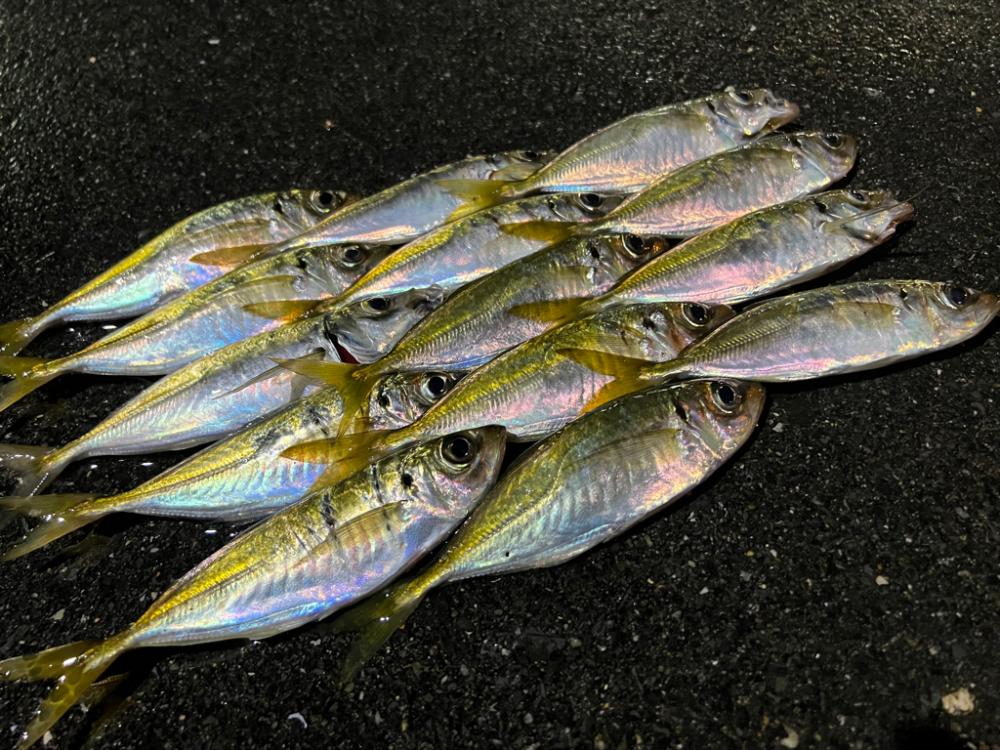 鯵を探して三千里 Vol.62