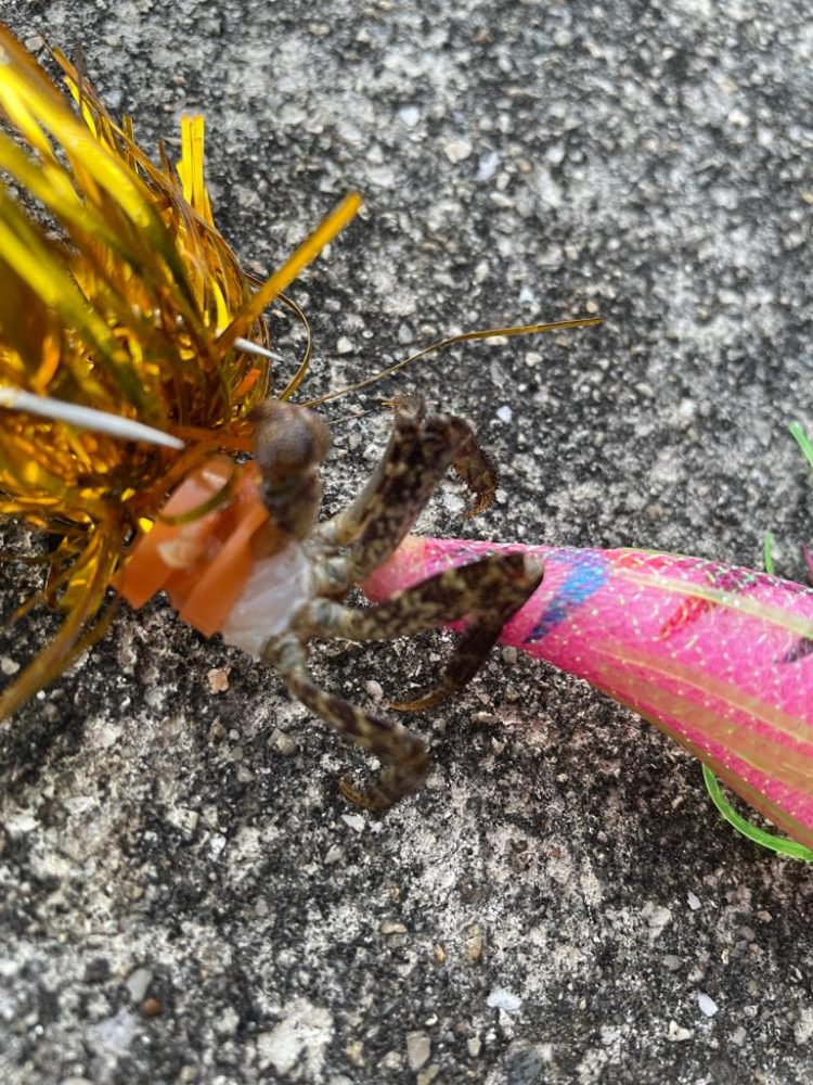 0円・最強餌‼️