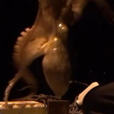 チョイ投げでマダコ