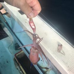 小浜　海生丸のイカメタル深夜便