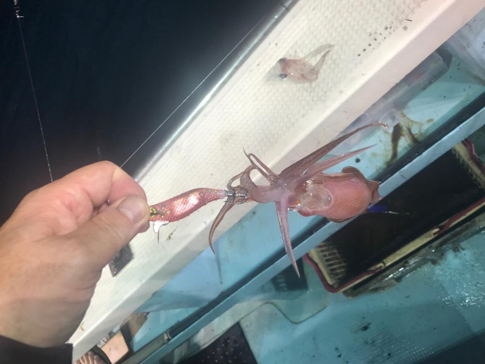 小浜　海生丸のイカメタル深夜便