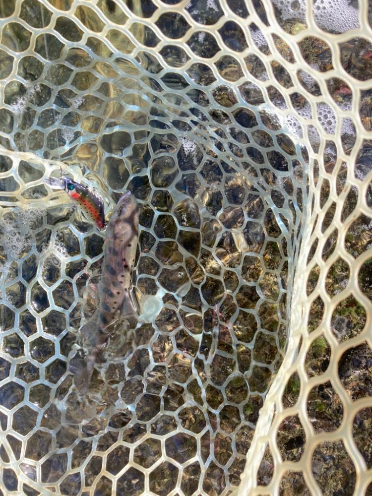 エリアトラウト