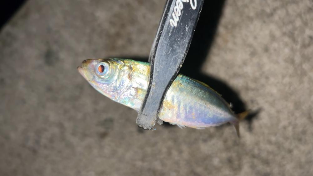 ライトゲーム楽しっ!