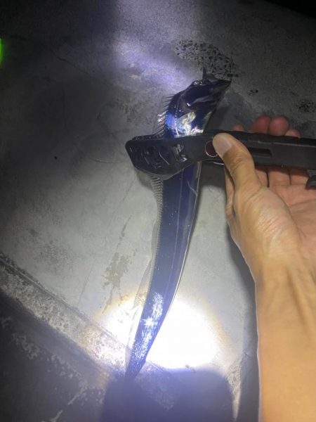 到着後パタパタっと釣れましたが…