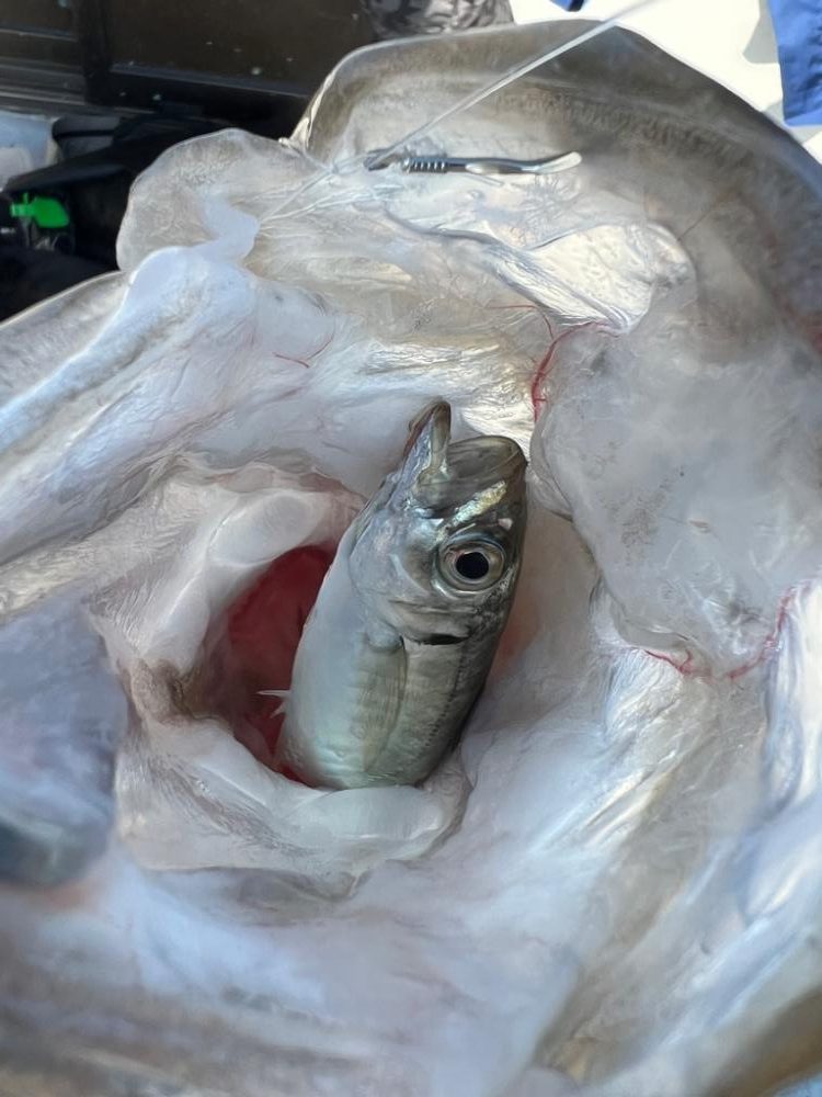 【初タテ釣り】台風の合間で運良く出船