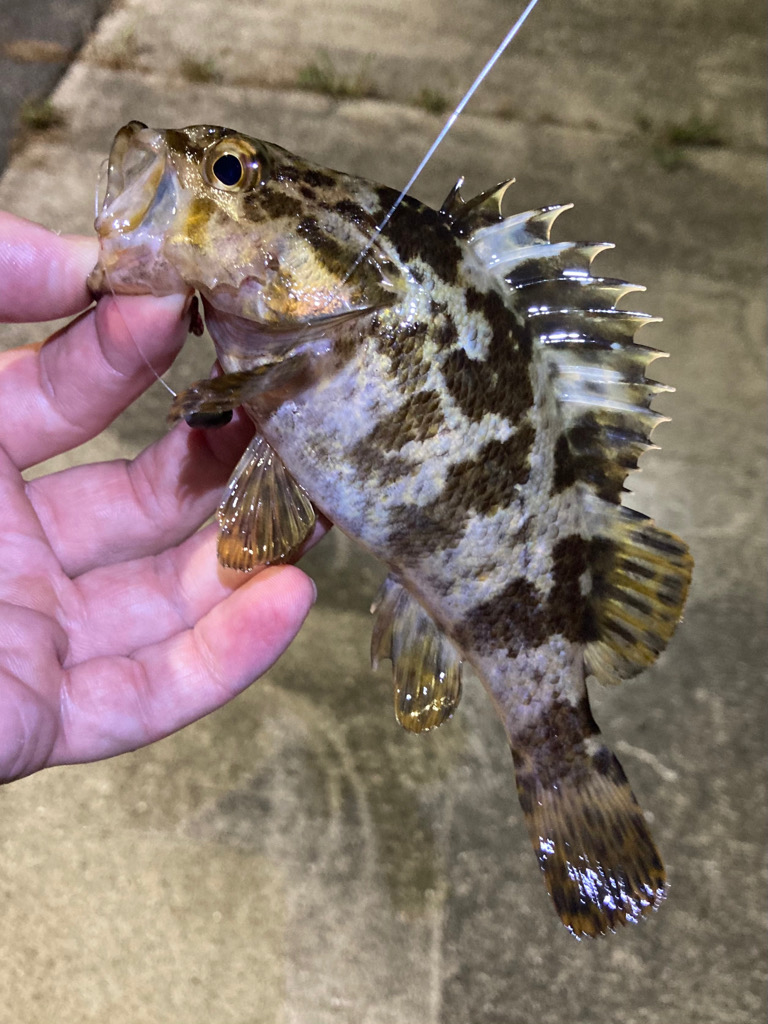 お手軽ライトロックフィッシュ