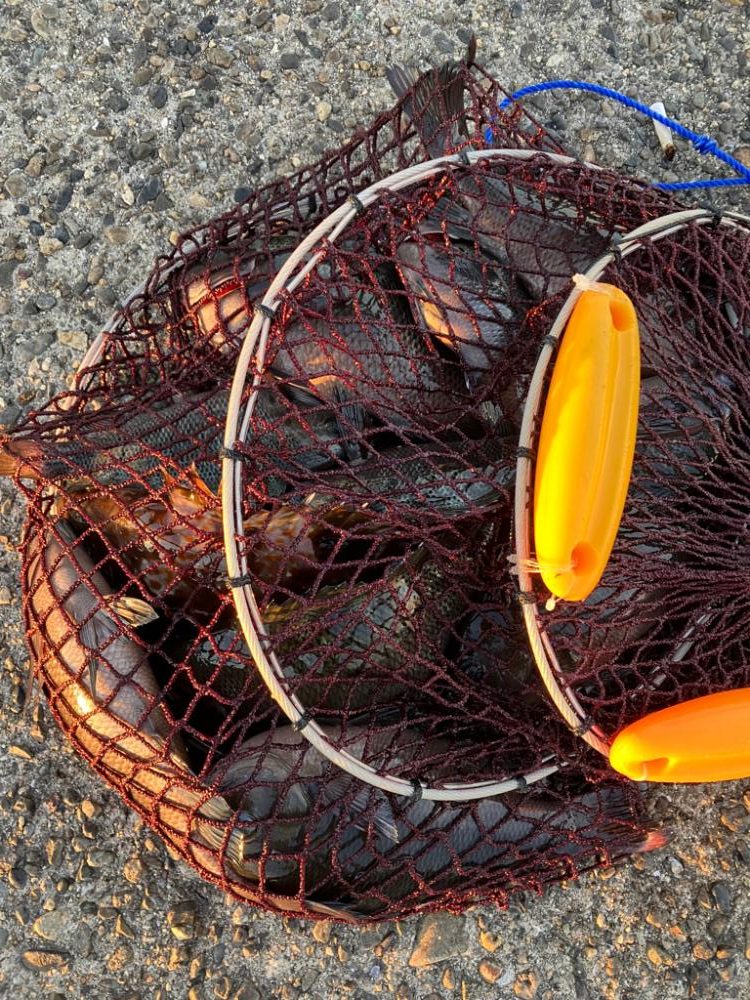 エビ撒き釣りで高級魚