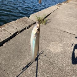 紀ノ川で投げ釣り