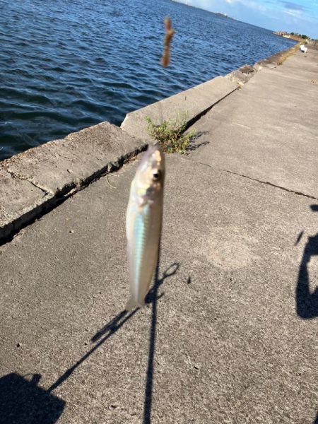 紀ノ川で投げ釣り