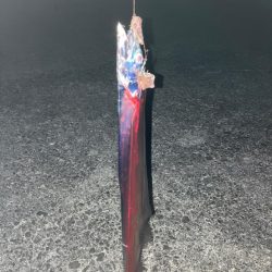 今年のタチウオ