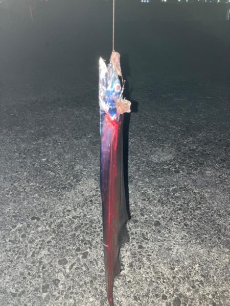 今年のタチウオ