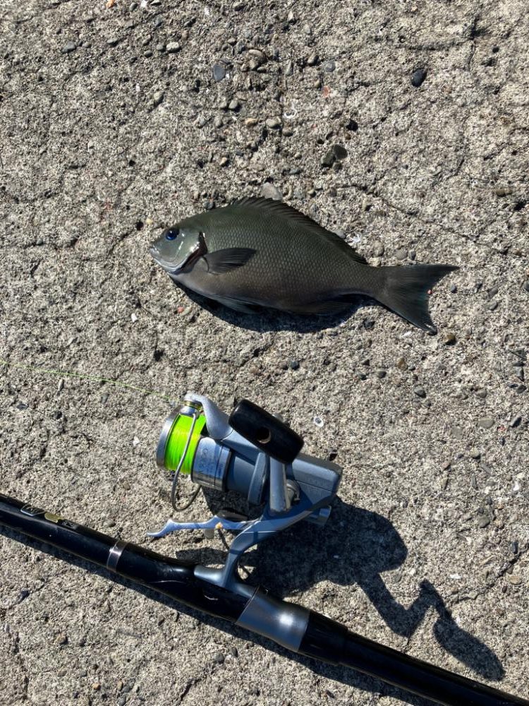 波止ライトカゴ釣り