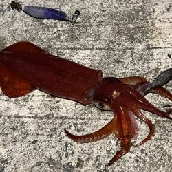姫路離島ショアケンサキイカ釣り｜爆釣から１週間で激渋に！