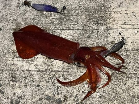 姫路離島ショアケンサキイカ釣り｜爆釣から１週間で激渋に！