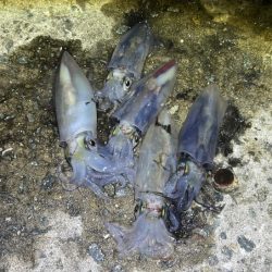 姫路離島ライトエギングでケンサキイカ釣り｜３つの秘訣で大爆釣！！