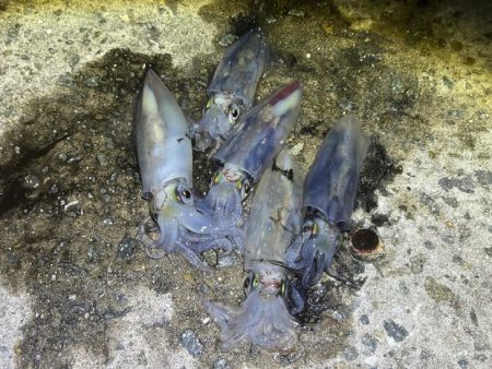 姫路離島ライトエギングでケンサキイカ釣り｜３つの秘訣で大爆釣！！