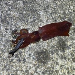 ケンサキイカ餌釣り最強説崩れる釣行