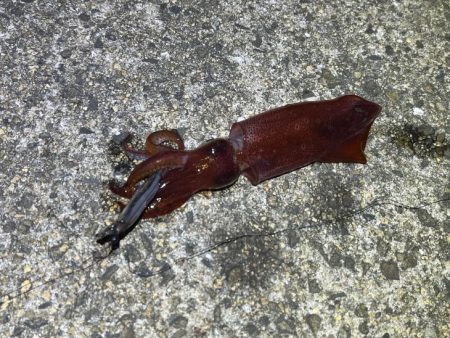ケンサキイカ餌釣り最強説崩れる釣行