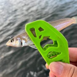 姫路のキス釣りサイズアップするも渋め！