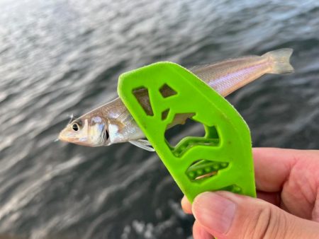 姫路のキス釣りサイズアップするも渋め！