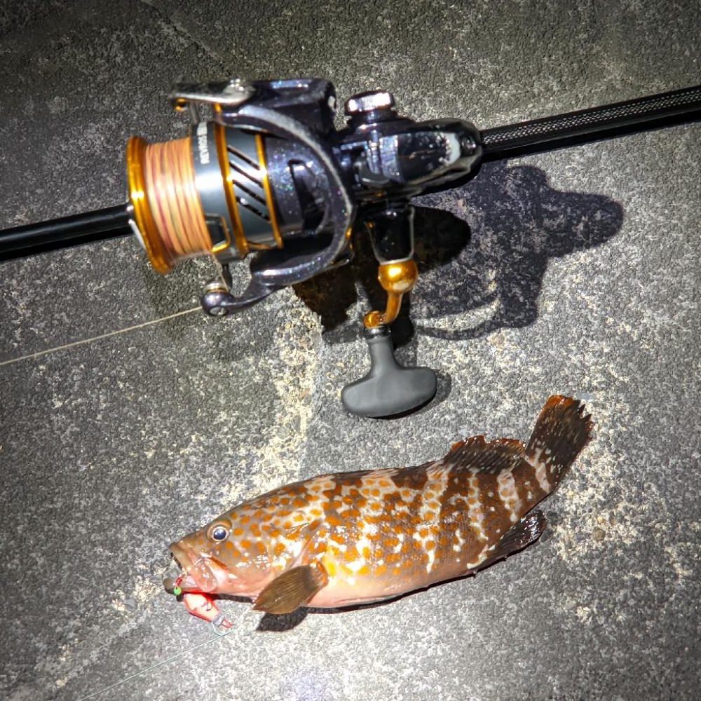 キジハタフィーバー