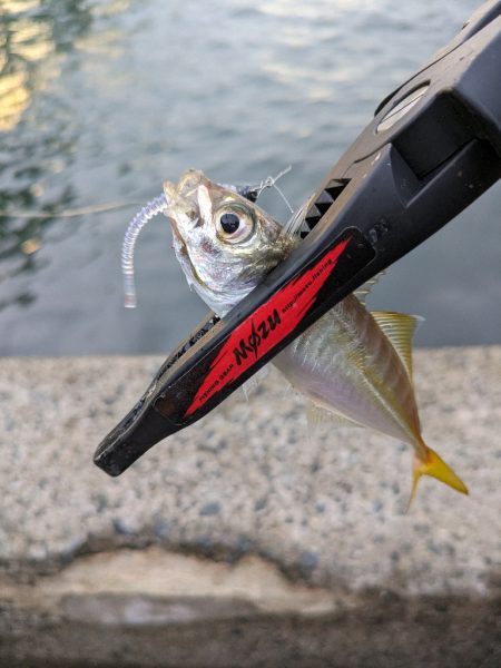 サバ、豆を掻い潜って良型アジ探し