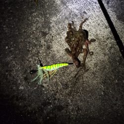 ケンサキイカ狙い