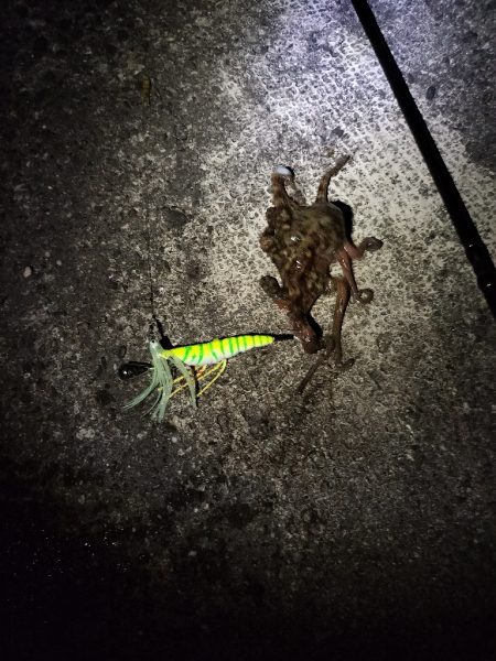 ケンサキイカ狙い