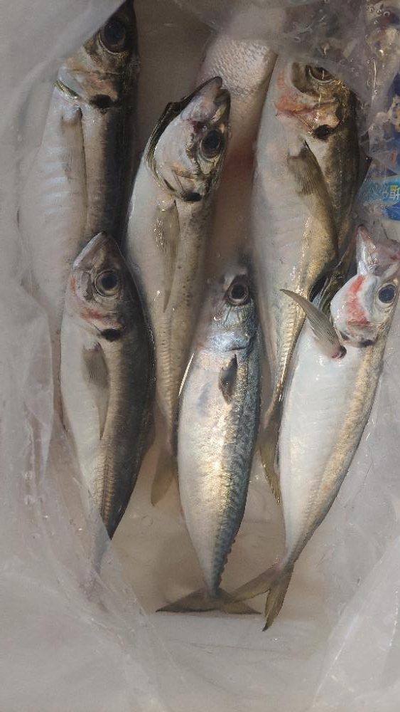 小浜沖 イカメタル バチコン