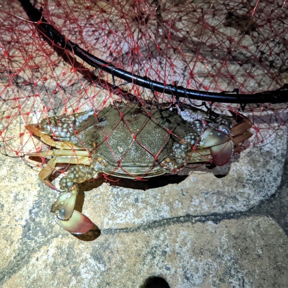 初テキサスリグ