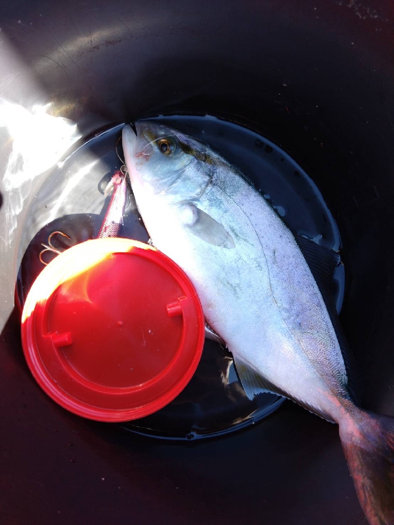 やっとシオが釣れたよ…