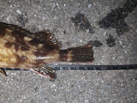 オンラインカサゴイベント