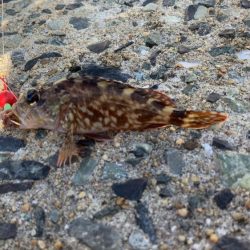 外道が多い。。