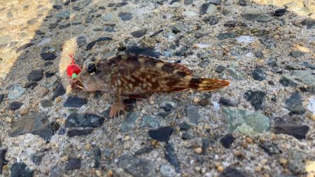 外道が多い。。