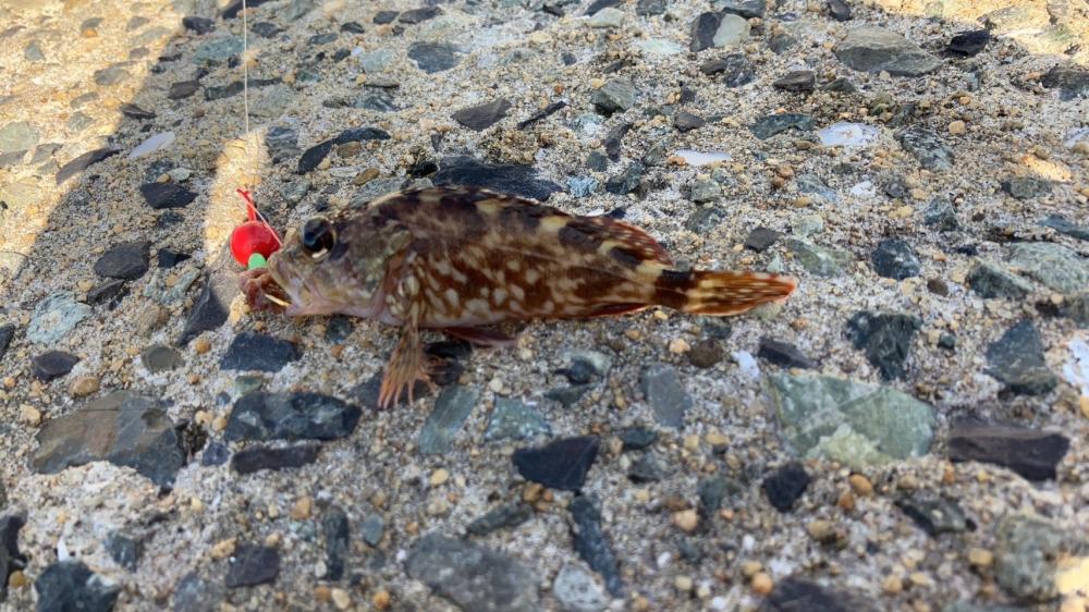 外道が多い。。