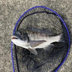 ノマセでクロダイ